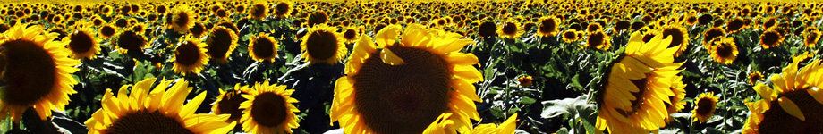 Eilandenblog Rotating Header Image