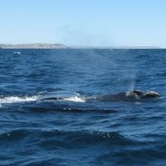 walvissen kijken vanaf de boot