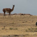 pinguïns met guanaco