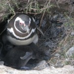 pinguïn met 2 jongen