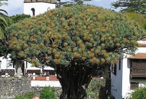 De drakenboom van Tenerife