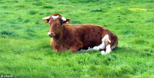Koeien van Guernsey