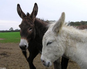 Rusthuis voor ezels