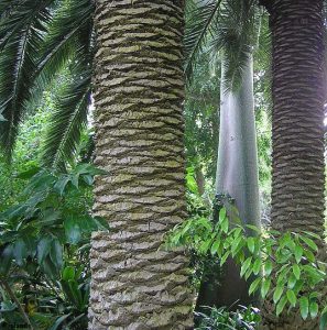 De botanische tuin van Tenerife