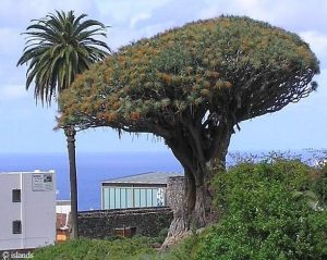 De drakenboom van Icod de Los Vinos 