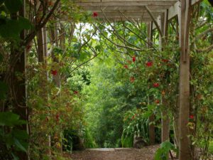 Ontelbare planten in de botanische tuin van Ventnor