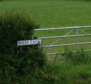 Sheep Lane