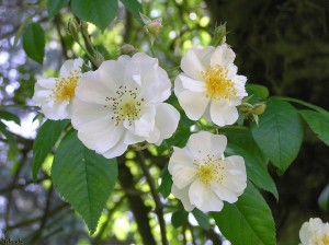 bloesem/blossom