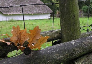 bladeren/leafs