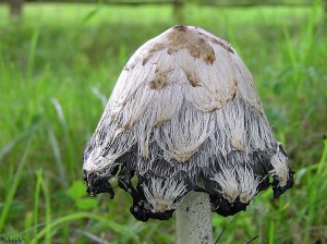 paddenstoel/mushroom