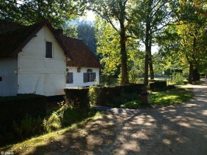 in het bos/in the woods