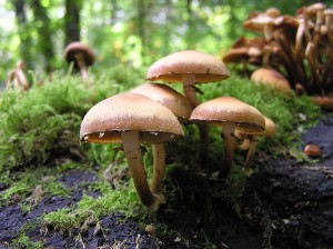 paddenstoelen/mushrooms
