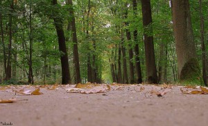 herfstwandeling