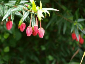 Botanische Tuin van Wight