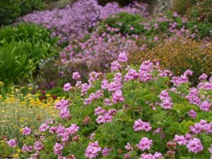 Botanische Tuin van Wight