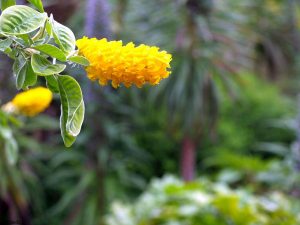 Ventnor Botanic Garden