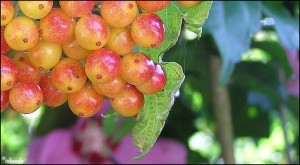 bessen/berries