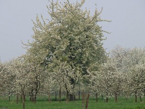 bloesem/blossom