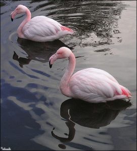 De flamingo is een vogel