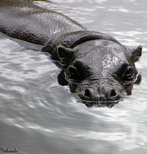 nijlpaard/hippopotamus