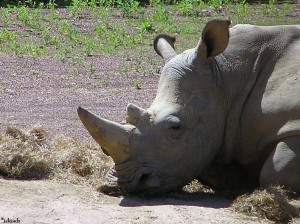 neushoorn/rhinoceros