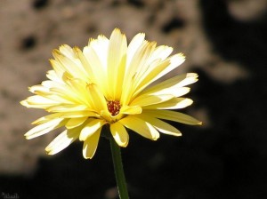 bloem/flower
