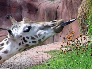 giraffe