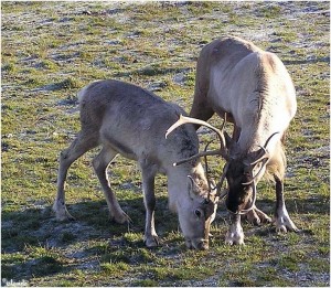 rendieren/reindeer