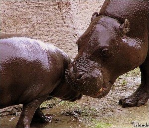 nijlpaarden/hippos