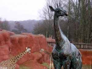 giraffen/giraffes