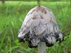 Paddenstoelen