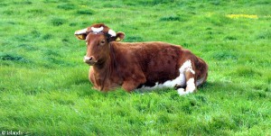 guernsey koe/guernsey cow