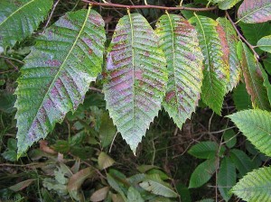 bladeren/leafs