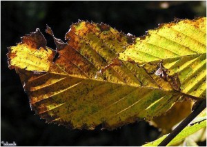 blad/leaf
