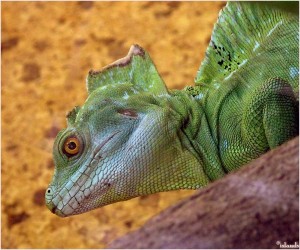 leguaan/iguana