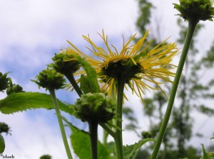 bloem/flower