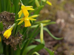 narcis/daffodil