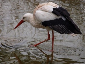 ooievaar/stork