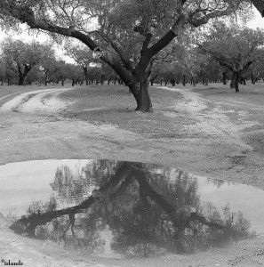 kurkeik/cork oak