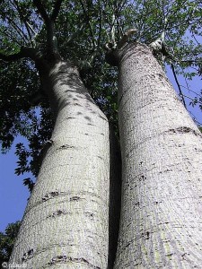 bomen/trees