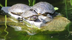 schildpadden/turtles