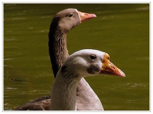 eenden/ducks