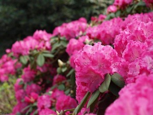 rhododendrons/rhododrendons