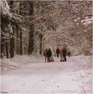 Bossen bij Vaals