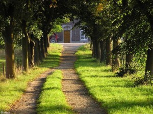 bomen/trees