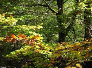 herfst/autumn