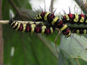 rups/caterpillar