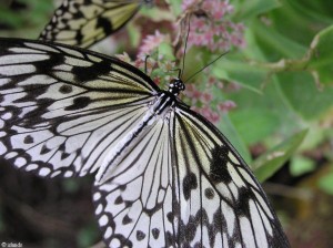 vlinder/butterfly
