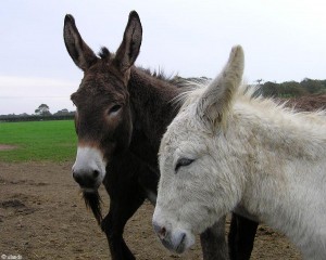 ezels/donkeys