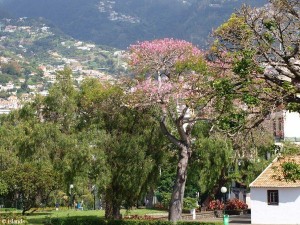 Park in Funchal